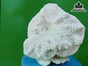 Tác Phẩm Đá San Hô Cao 23 Ngang 24 (cm)