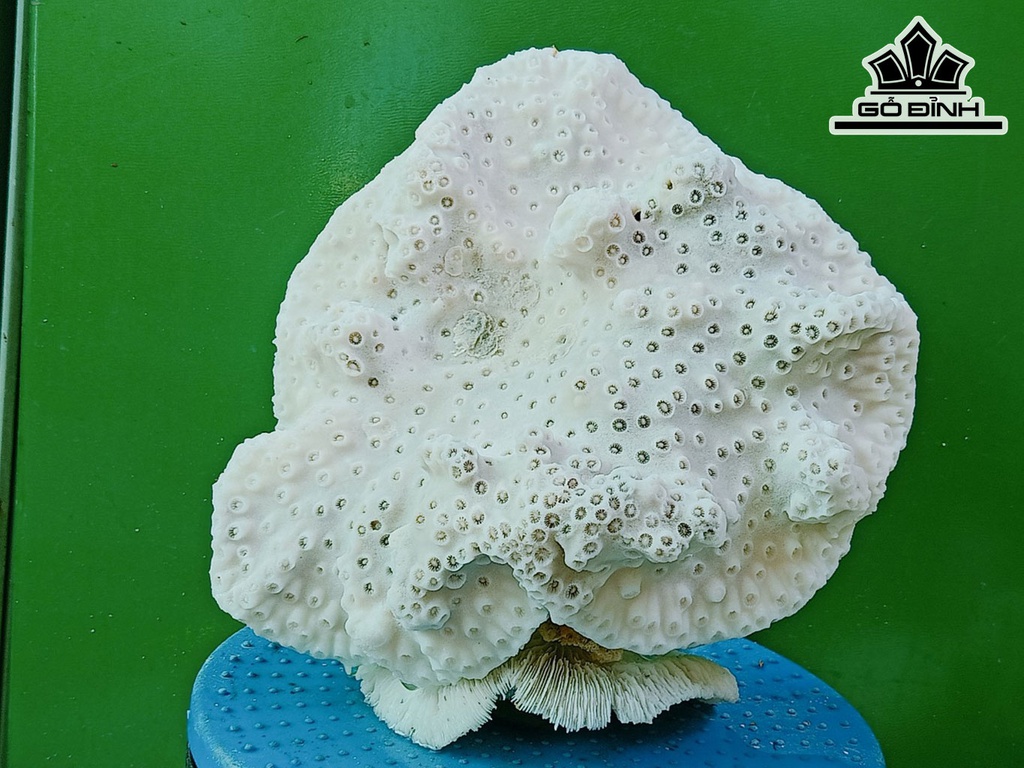 Tác Phẩm Đá San Hô Cao 23 Ngang 24 (cm)