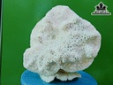 Tác Phẩm Đá San Hô Cao 23 Ngang 24 (cm)