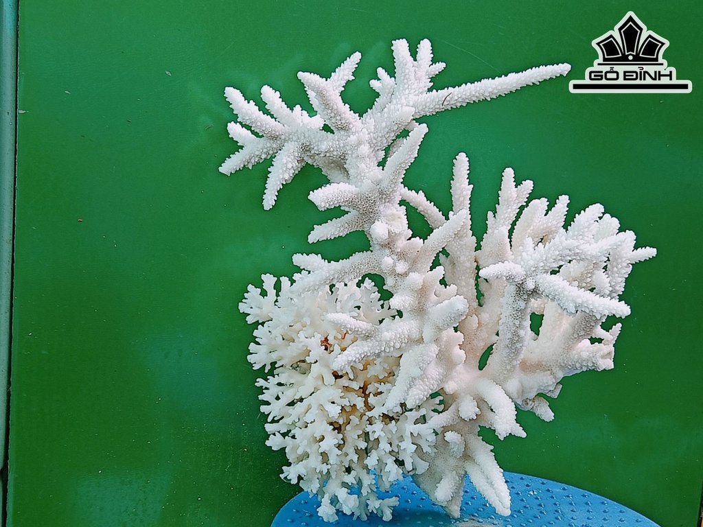Tác Phẩm Đá San Hô Cao 27 Ngang 24 (cm)