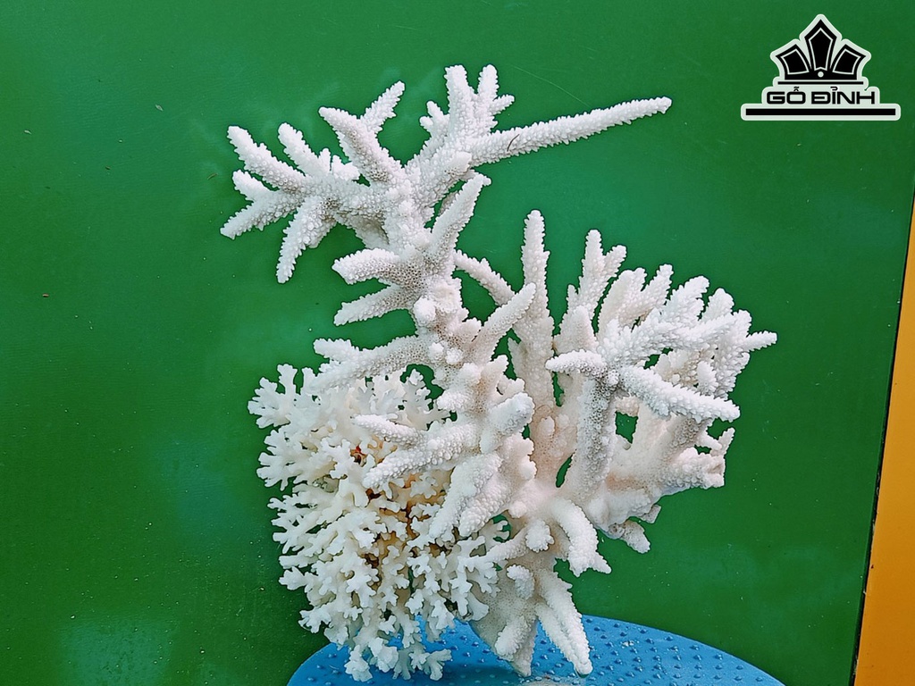 Tác Phẩm Đá San Hô Cao 27 Ngang 24 (cm)
