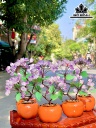 Cây Nụ Đá Thạch Anh Tím Cao 15 (cm)