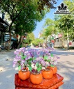 Cây Nụ Đá Thạch Anh Tím Cao 15 (cm)