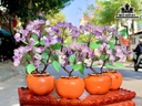 Cây Nụ Đá Thạch Anh Tím Cao 15 (cm)