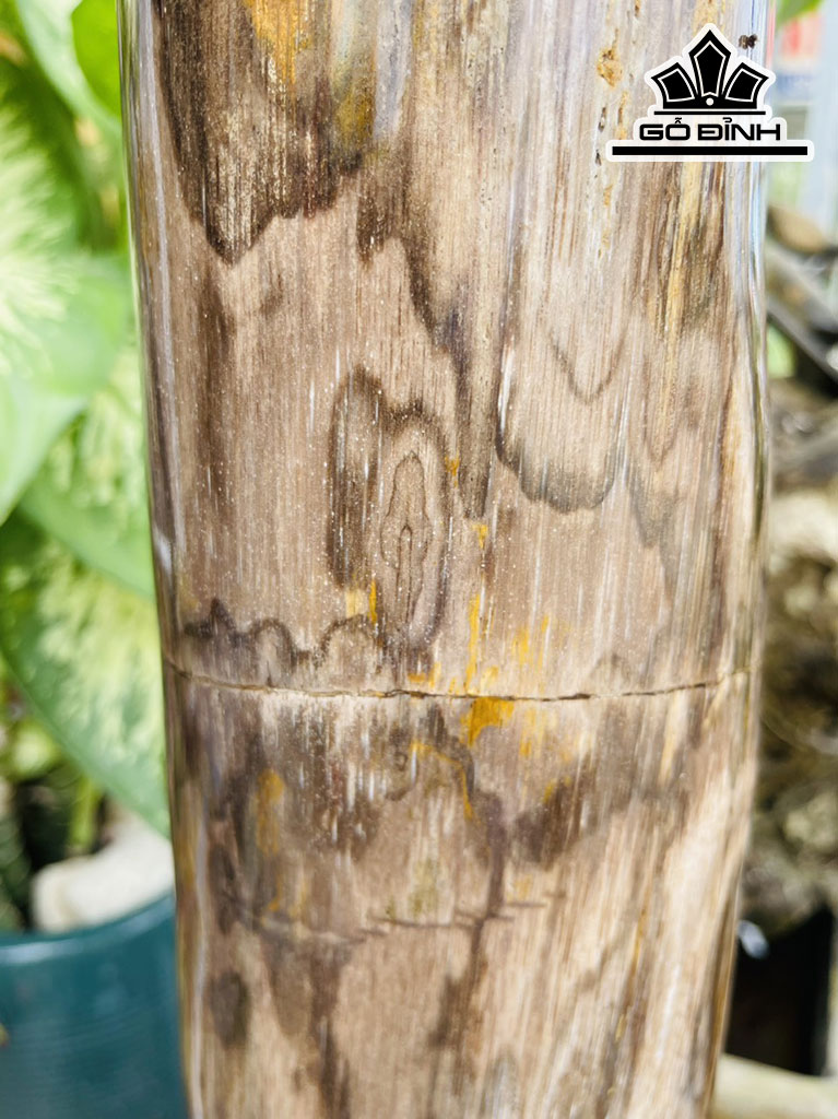 Trụ Gỗ Hóa Thạch Cao 52 (cm) 13,8kg