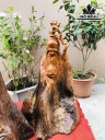 Tượng Phúc Lộc Thọ (Tam Đa) Gỗ Hương Cao 50 Ngang 25 Sâu 18 (cm)