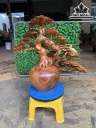 Bình Tùng Gỗ Hương Cao 46 Ngang 55 Sâu 25 (cm)