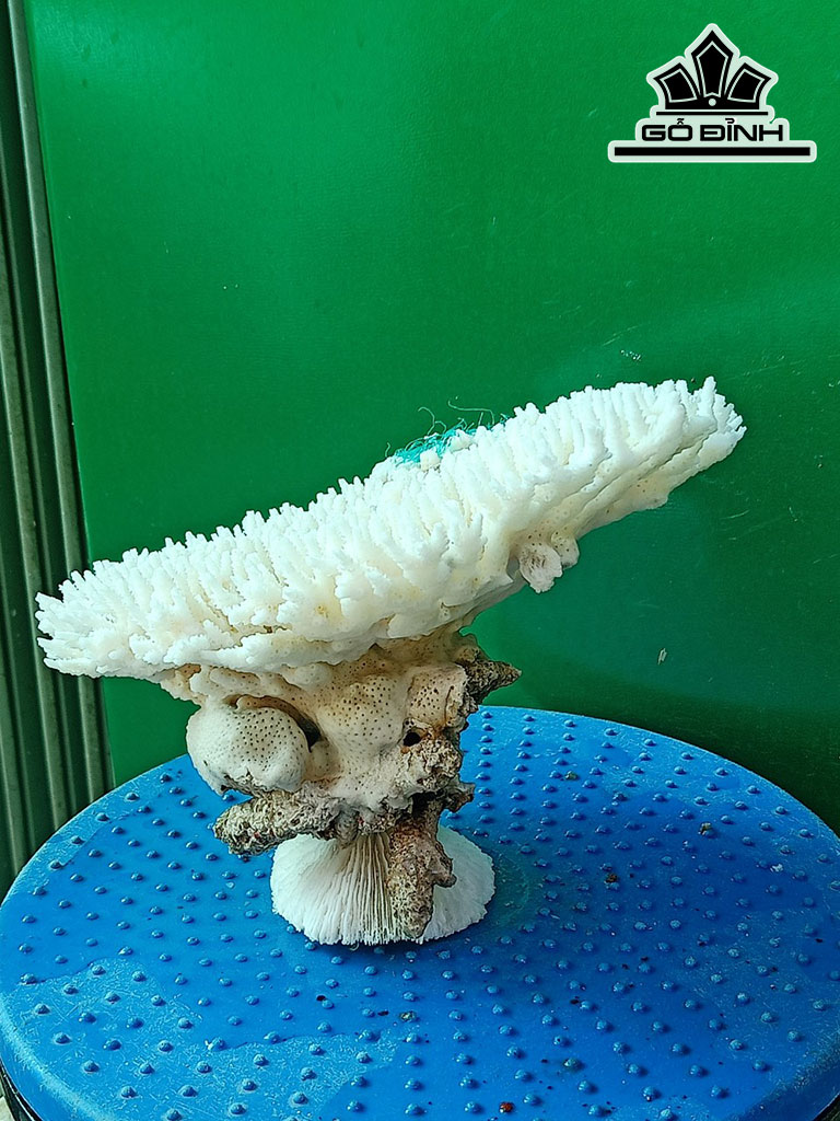 Tác Phẩm Cây San Hô Cao 15 Ngang 21 (cm)