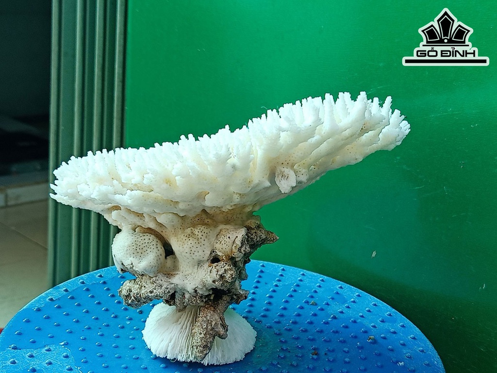 Tác Phẩm Cây San Hô Cao 15 Ngang 21 (cm)