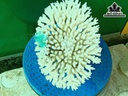 Tác Phẩm Cây San Hô Cao 15 Ngang 21 (cm)