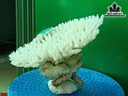 Tác Phẩm Cây San Hô Cao 15 Ngang 21 (cm)