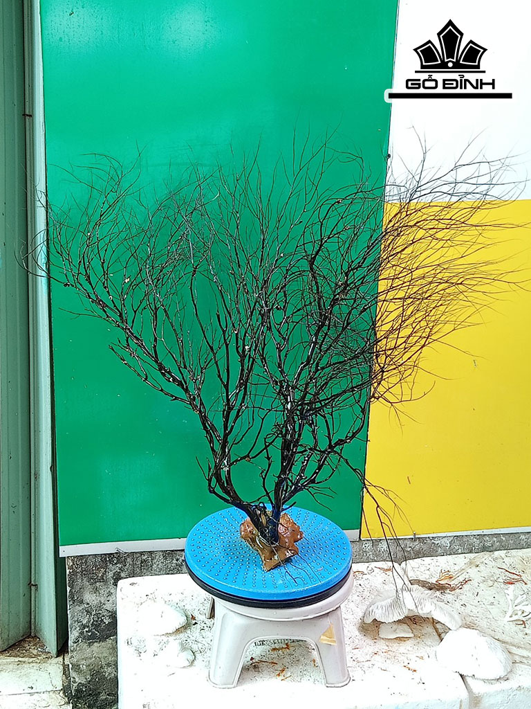 Tác Phẩm Cây San Hô Cao 65 Ngang 80 (cm)