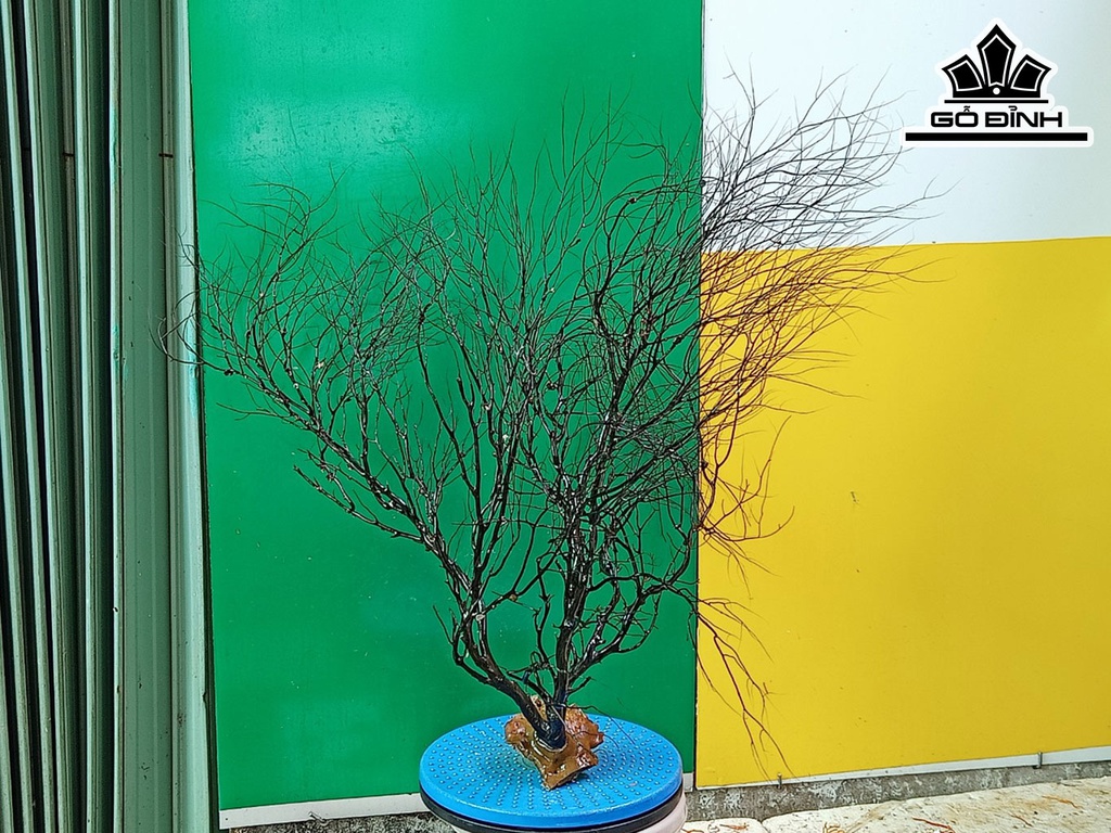 Tác Phẩm Cây San Hô Cao 65 Ngang 80 (cm)