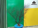 Tác Phẩm Cây San Hô Cao 65 Ngang 80 (cm)