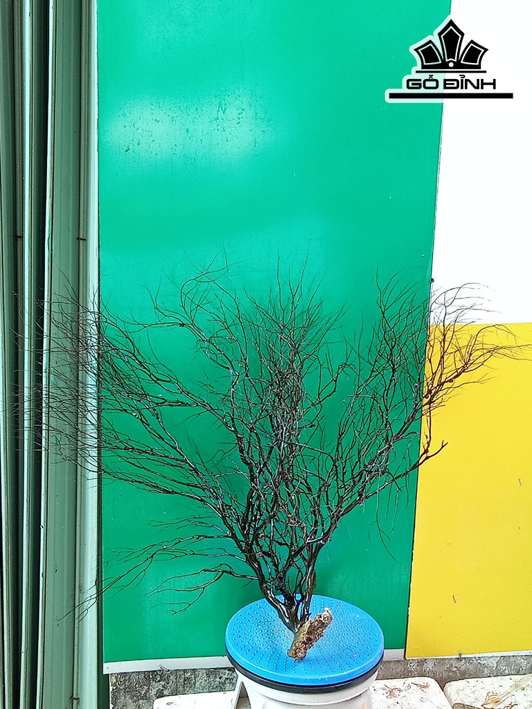 Tác Phẩm Cây San Hô Cao 65 Ngang 80 (cm)