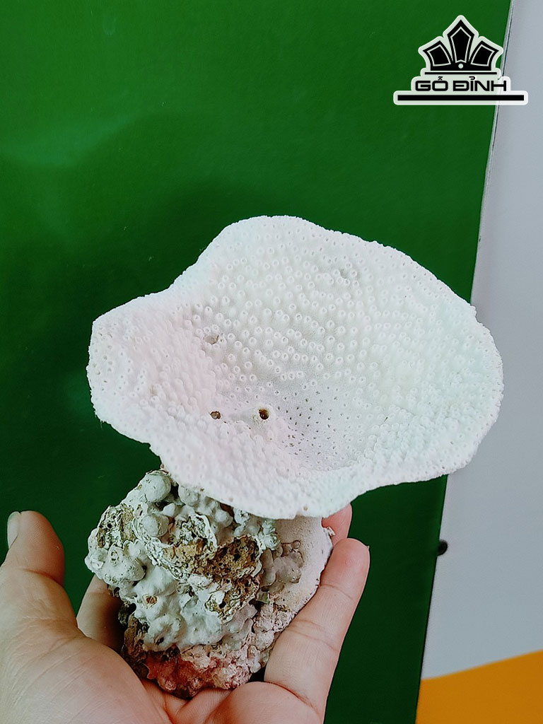 Tác Phẩm Đá San Hô Cao 10 Ngang 10 (cm)