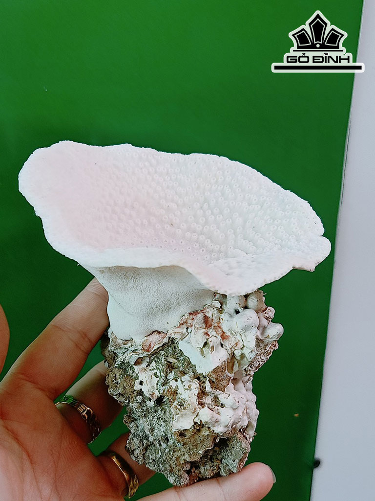 Tác Phẩm Đá San Hô Cao 10 Ngang 10 (cm)