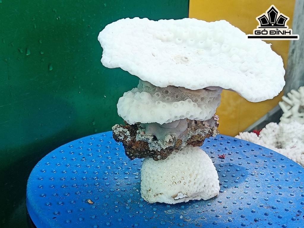Tác Phẩm Đá San Hô Cao 13 Ngang 14 (cm)
