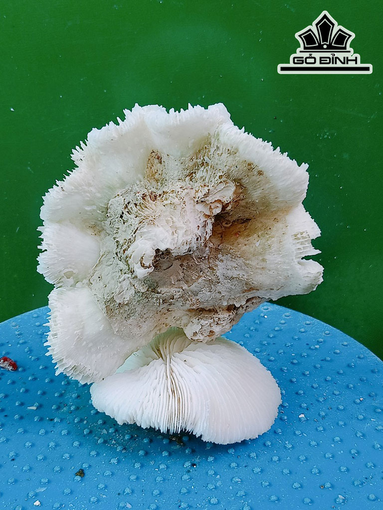 Tác Phẩm Đá San Hô Cao 14 Ngang 12 (cm)
