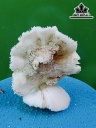 Tác Phẩm Đá San Hô Cao 14 Ngang 12 (cm)