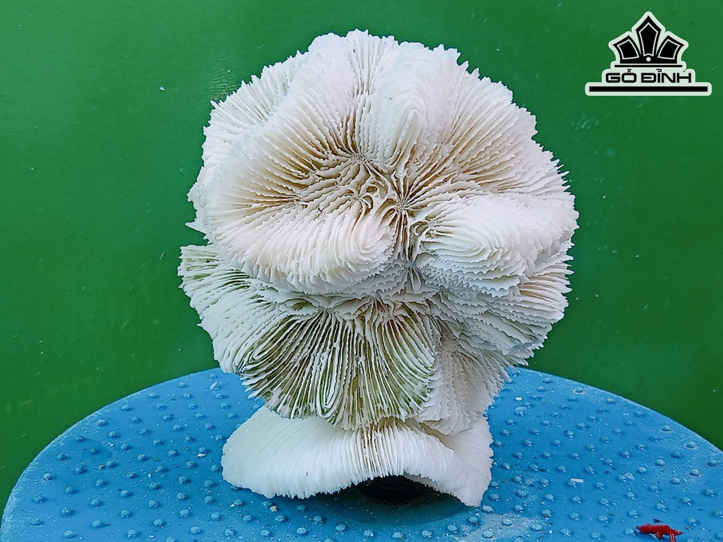 Tác Phẩm Đá San Hô Cao 14 Ngang 12 (cm)