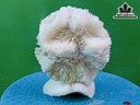 Tác Phẩm Đá San Hô Cao 14 Ngang 12 (cm)