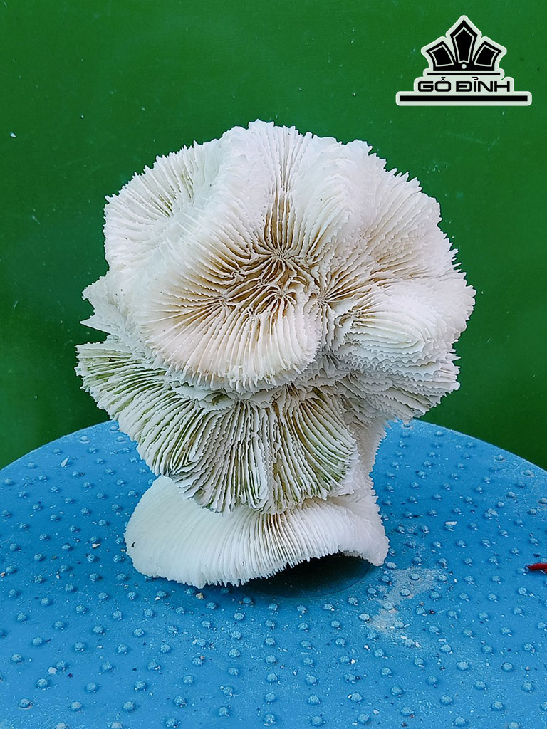 Tác Phẩm Đá San Hô Cao 14 Ngang 12 (cm)