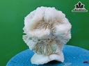 Tác Phẩm Đá San Hô Cao 14 Ngang 12 (cm)
