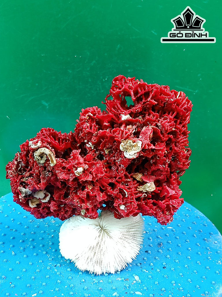 Tác Phẩm Đá San Hô Cao 16 Ngang 16 (cm)