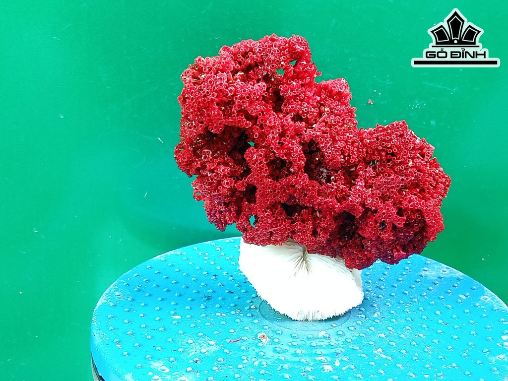 Tác Phẩm Đá San Hô Cao 16 Ngang 16 (cm)