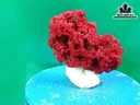 Tác Phẩm Đá San Hô Cao 16 Ngang 16 (cm)