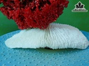 Tác Phẩm Đá San Hô Cao 17 Ngang 16 (cm)