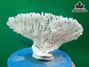 Tác Phẩm Đá San Hô Cao 17 Ngang 30 (cm)