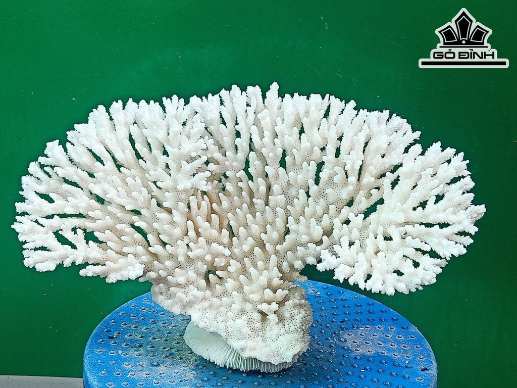 Tác Phẩm Đá San Hô Cao 17 Ngang 30 (cm)