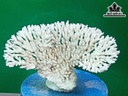Tác Phẩm Đá San Hô Cao 17 Ngang 30 (cm)