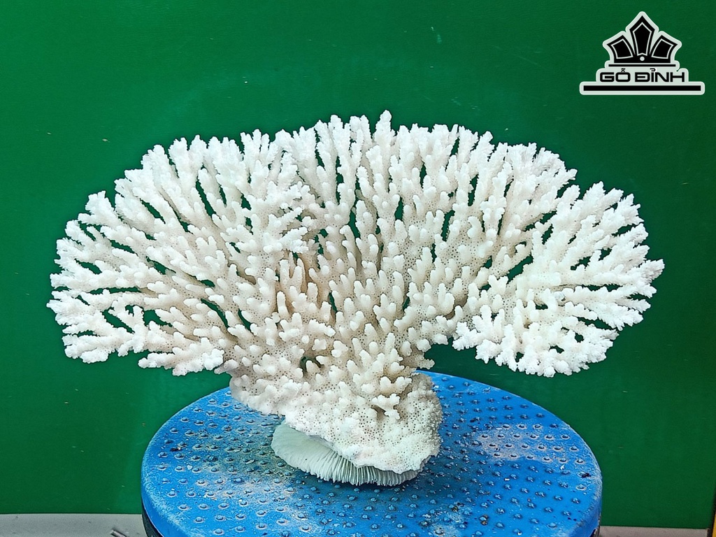 Tác Phẩm Đá San Hô Cao 17 Ngang 30 (cm)