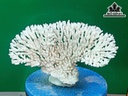 Tác Phẩm Đá San Hô Cao 17 Ngang 30 (cm)