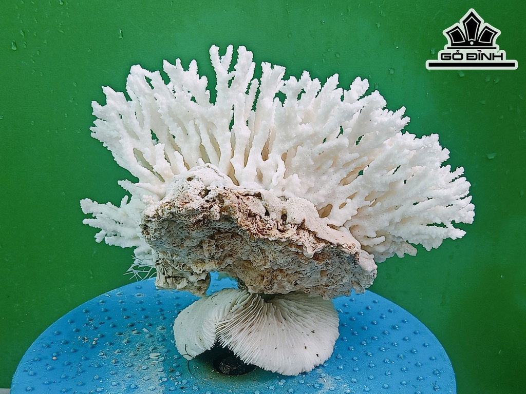 Tác Phẩm Đá San Hô Cao 18 Ngang 23 (cm)