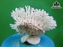 Tác Phẩm Đá San Hô Cao 18 Ngang 23 (cm)