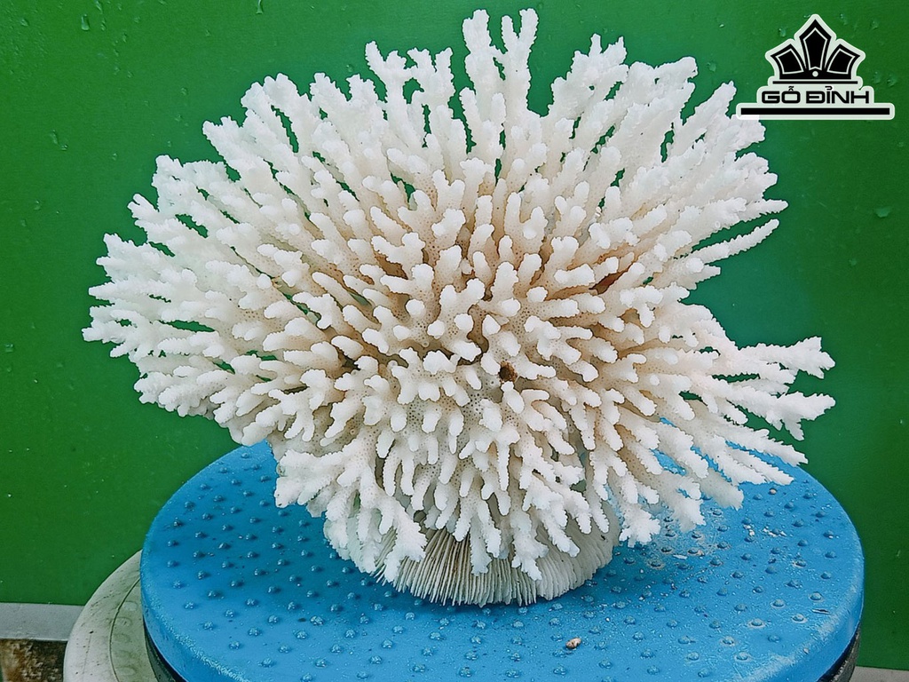 Tác Phẩm Đá San Hô Cao 18 Ngang 23 (cm)