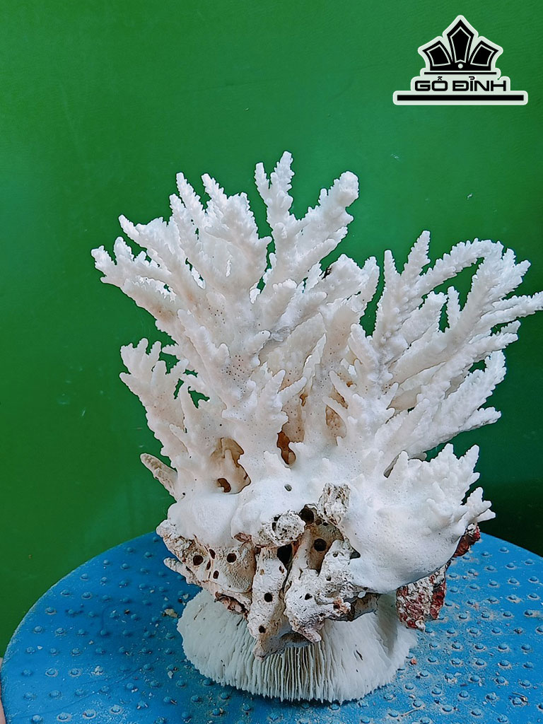 Tác Phẩm Đá San Hô Cao 19 Ngang 19 (cm)