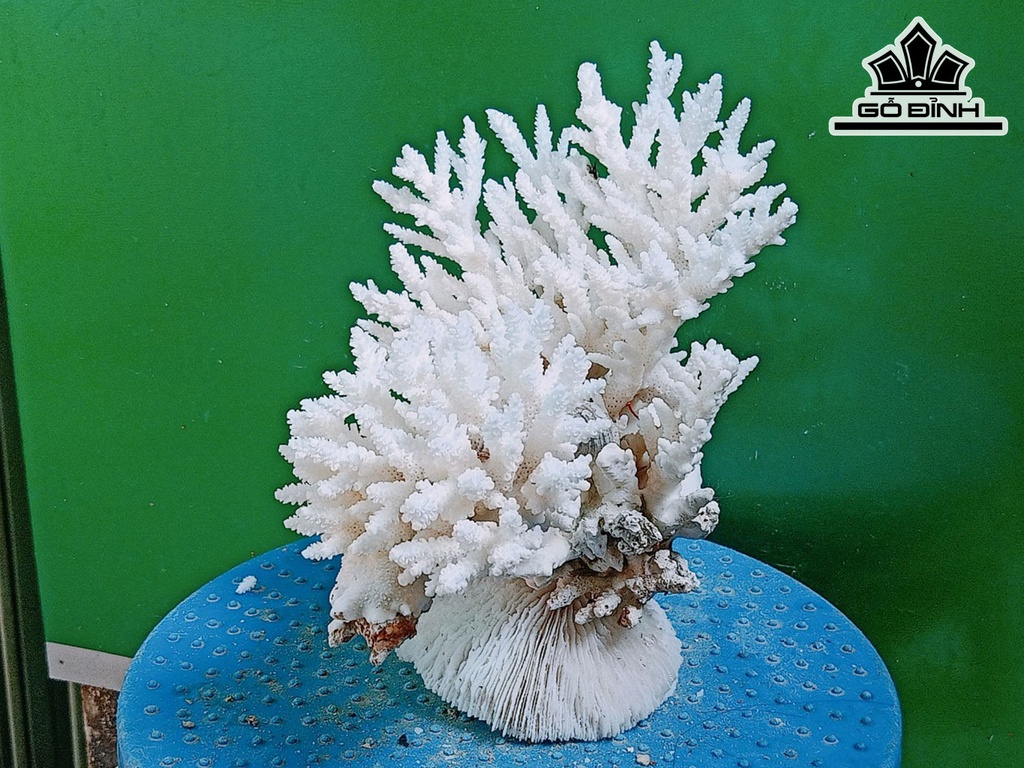 Tác Phẩm Đá San Hô Cao 19 Ngang 19 (cm)