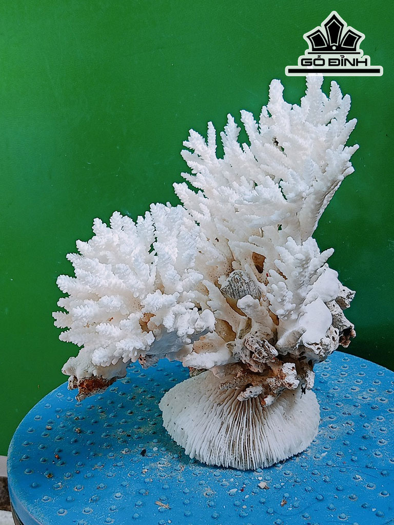 Tác Phẩm Đá San Hô Cao 19 Ngang 19 (cm)