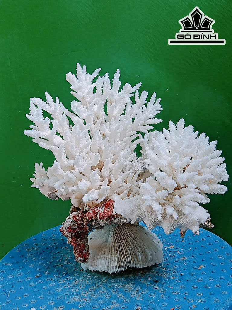 Tác Phẩm Đá San Hô Cao 19 Ngang 19 (cm)