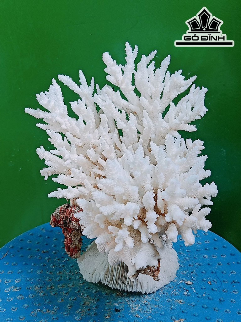 Tác Phẩm Đá San Hô Cao 19 Ngang 19 (cm)