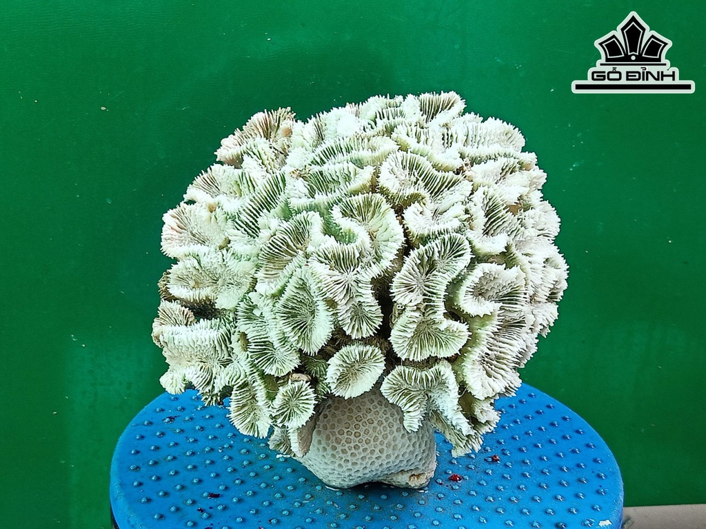 Tác Phẩm Đá San Hô Cao 19 Ngang 20 (cm)