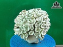 Tác Phẩm Đá San Hô Cao 19 Ngang 20 (cm)