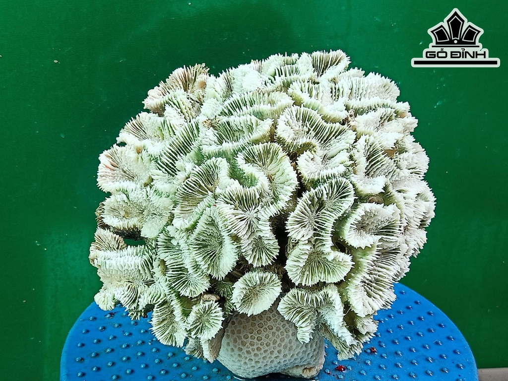 Tác Phẩm Đá San Hô Cao 19 Ngang 20 (cm)