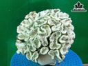 Tác Phẩm Đá San Hô Cao 19 Ngang 20 (cm)