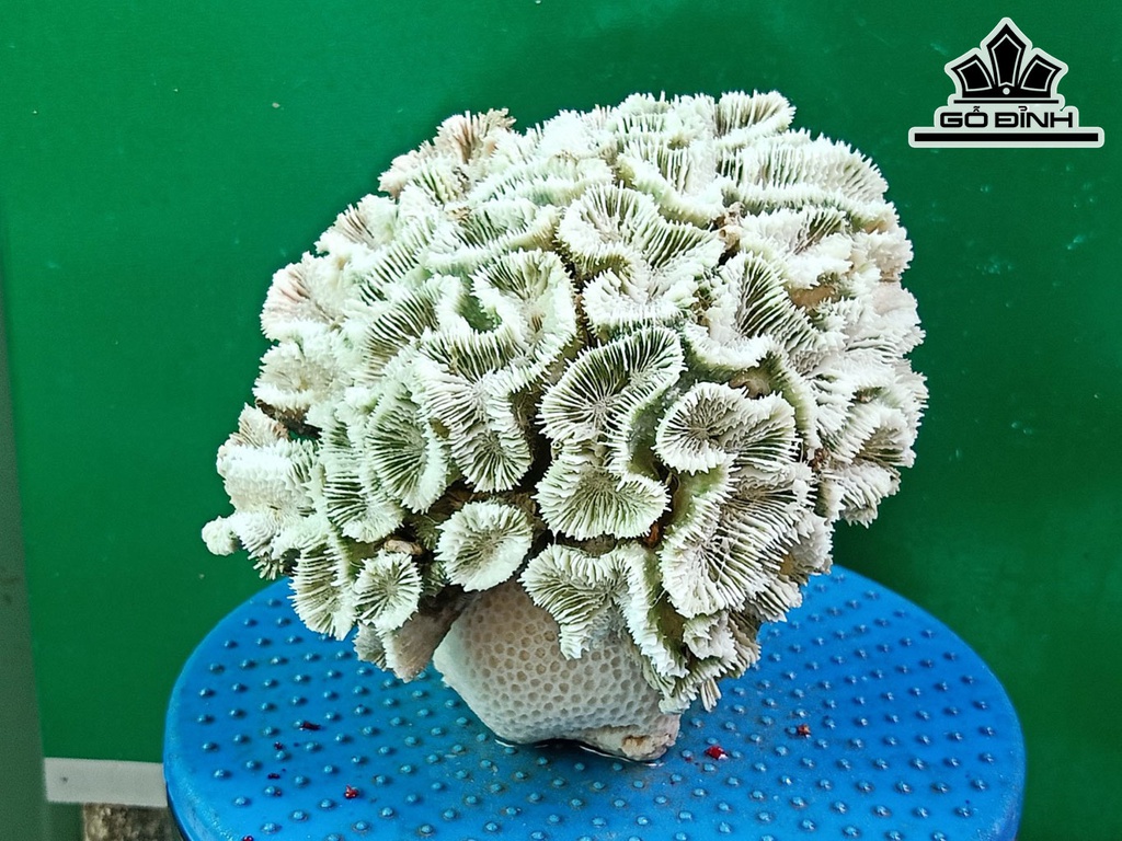 Tác Phẩm Đá San Hô Cao 19 Ngang 20 (cm)